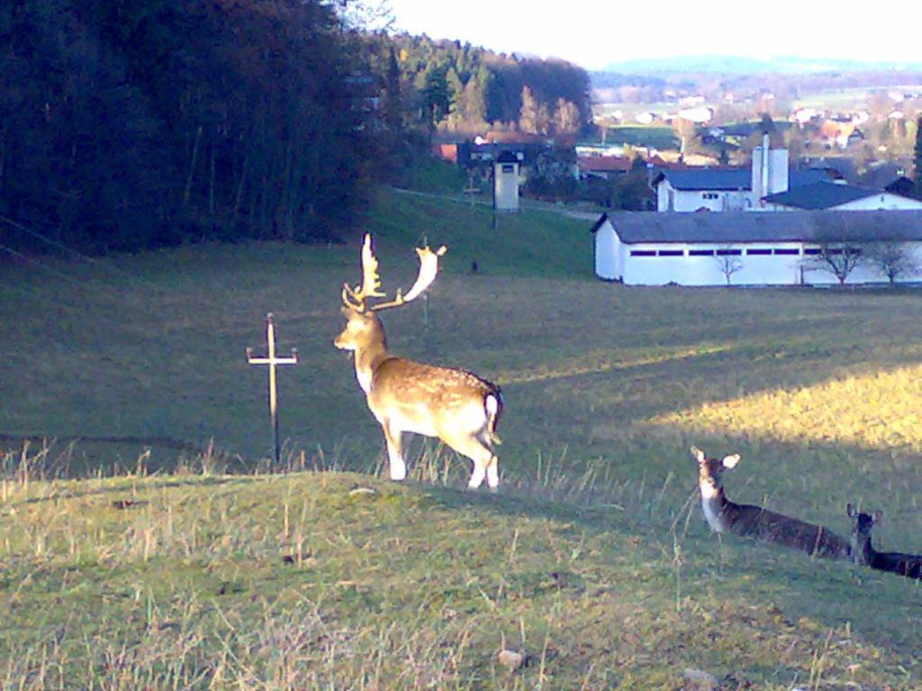 Gasthof Pension Steinberger Sankt Georgen im Attergau Exteriér fotografie